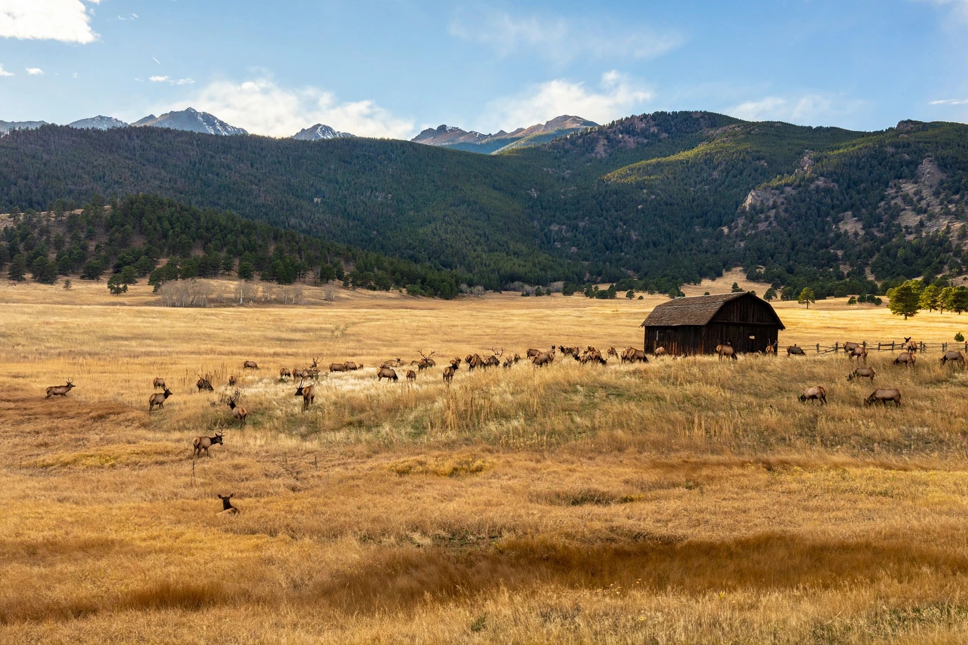 A herd of elk grazing in a golden meadow by a rustic barn with forested mountains behind, Evergreen, Colorado